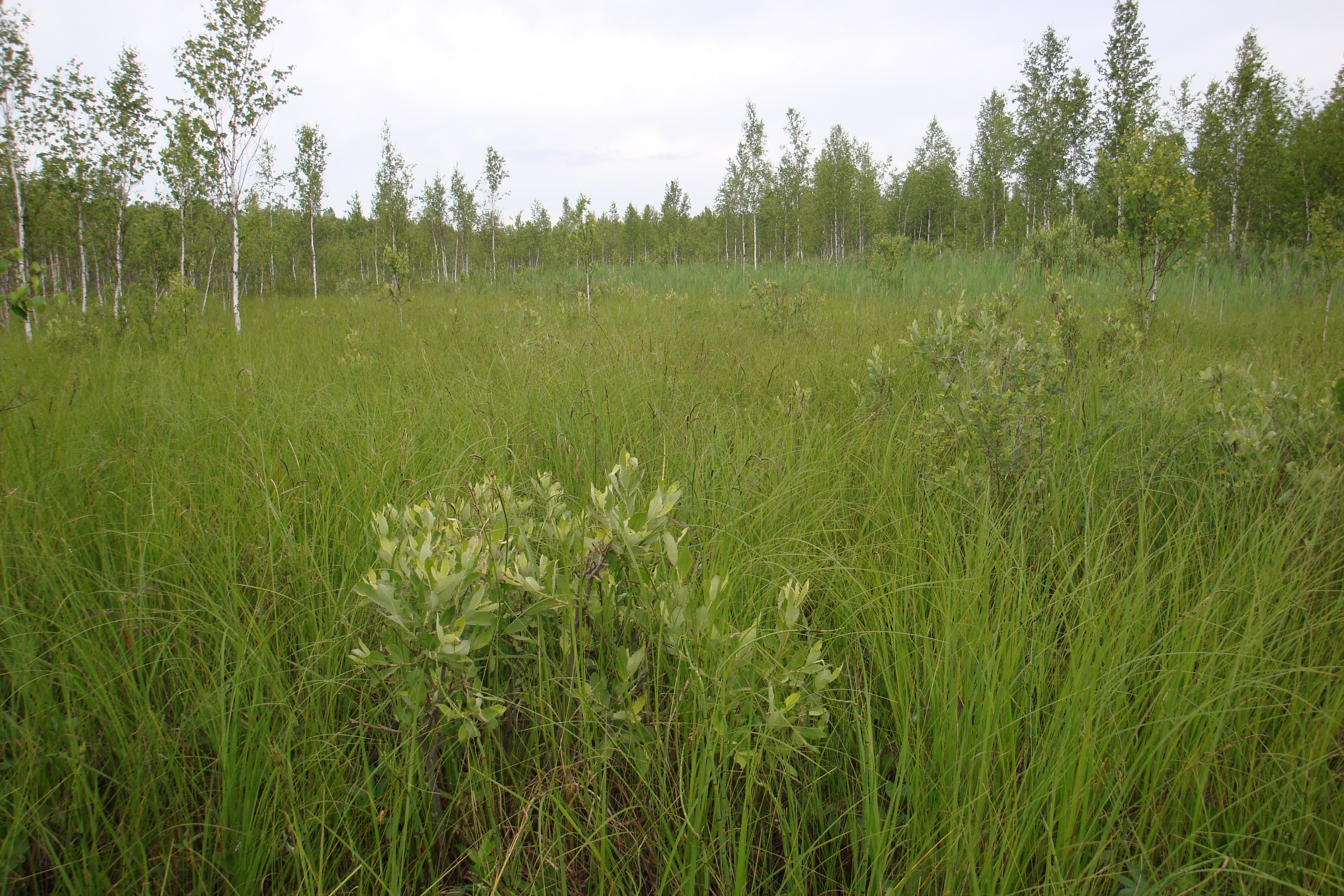 Drozbitka-Svina site